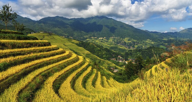 Longsheng Reisterrasse
