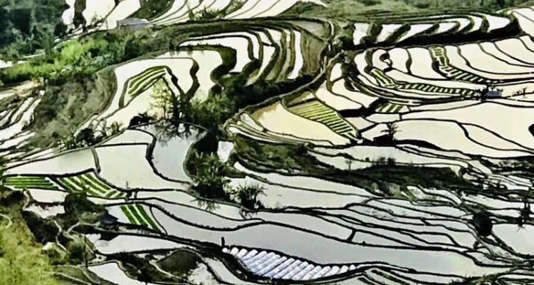 Yuanyang Terrace Field