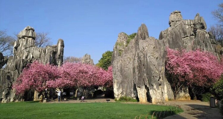 The Stone Forest