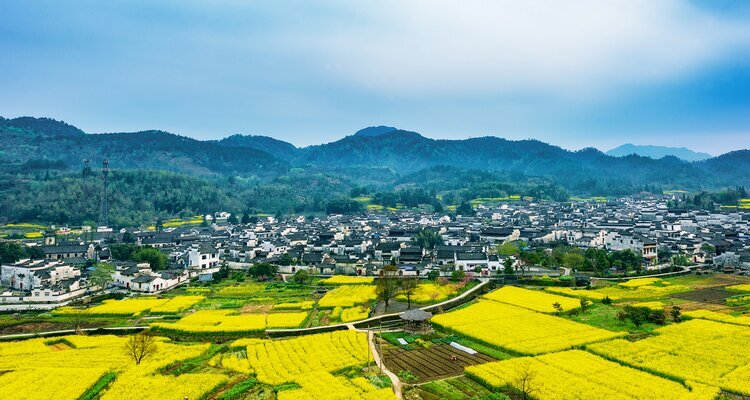 黄山旅行‐菜の花畑