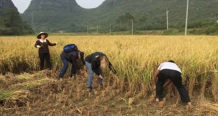 rice harvest