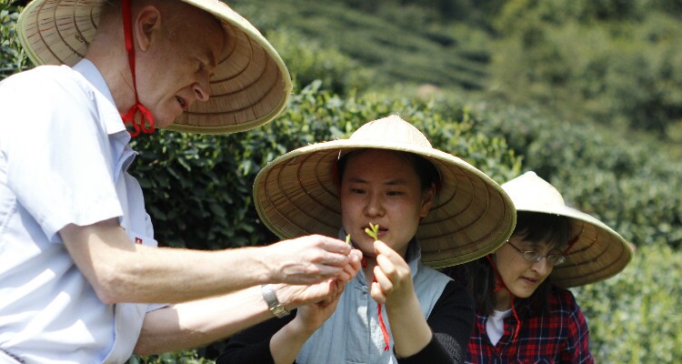 Tea Plantation