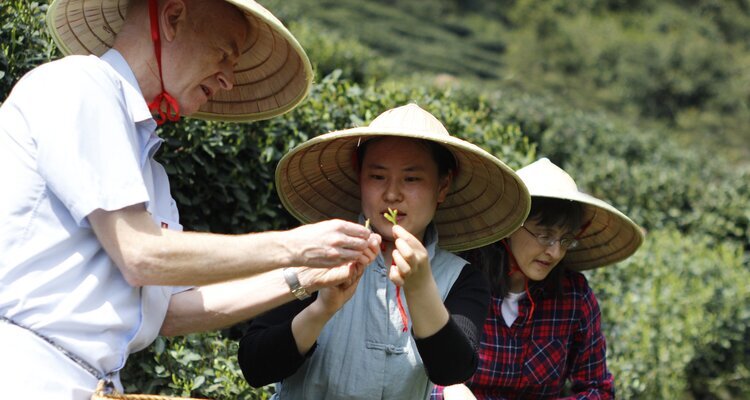 Our guest is experiencing tea picking