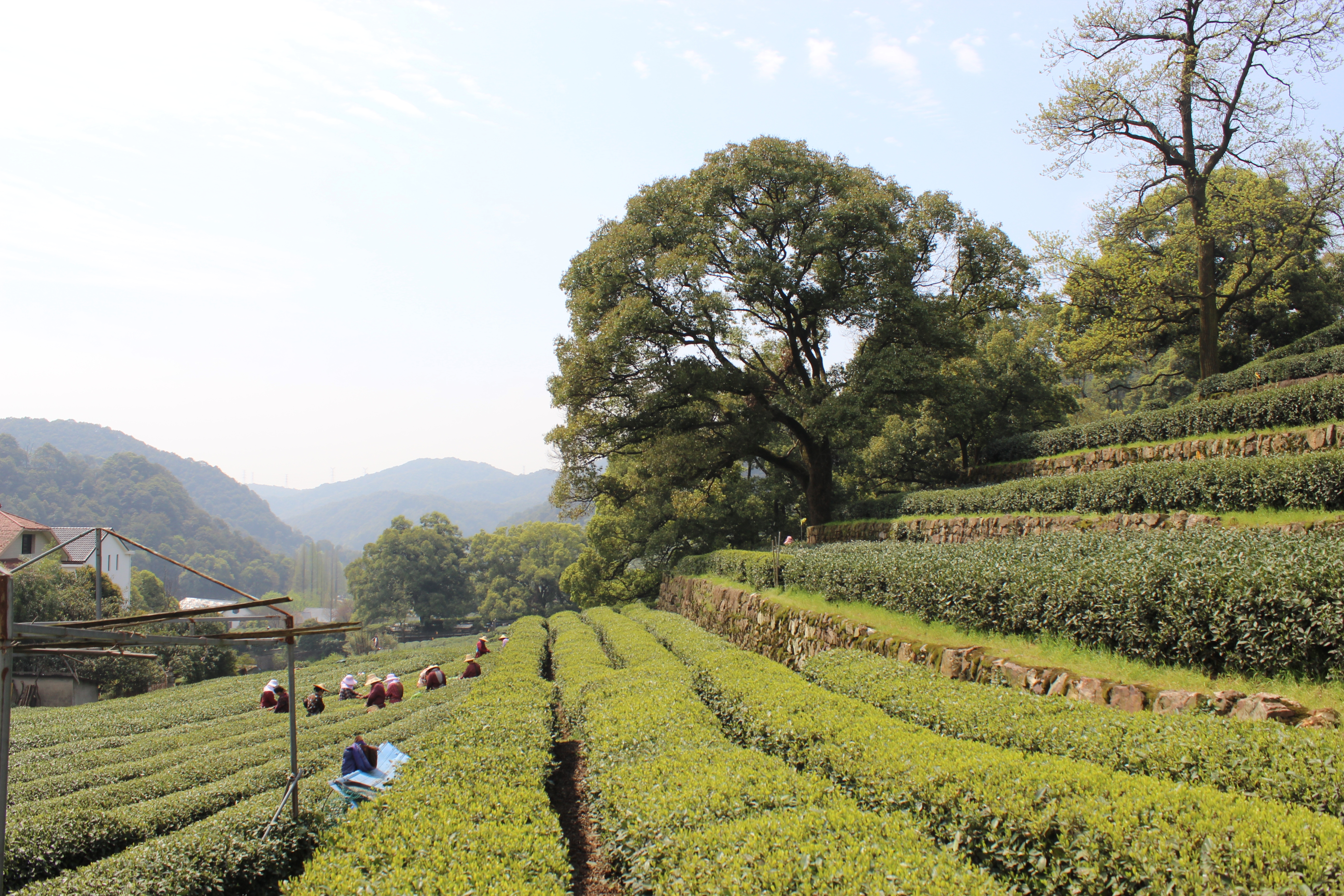 Les meilleures villes pour la culture du thé