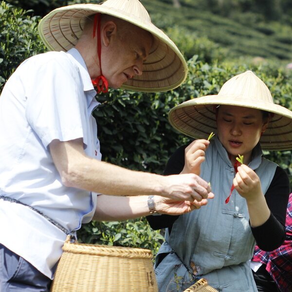 Tee Pflantage in Hangzhou
