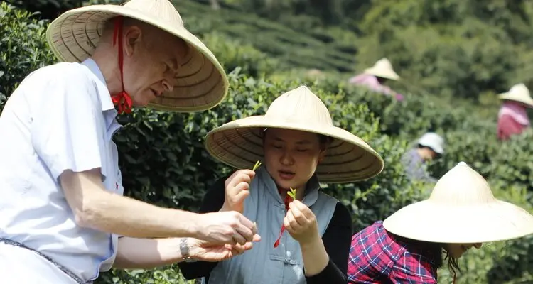 Chinese tea culture