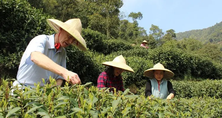 pick tea leaves