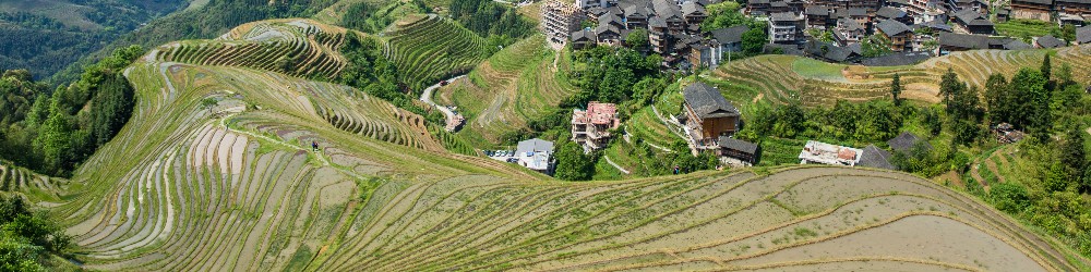 arrozales en terrazas