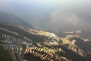 Longji rice terraced field in may