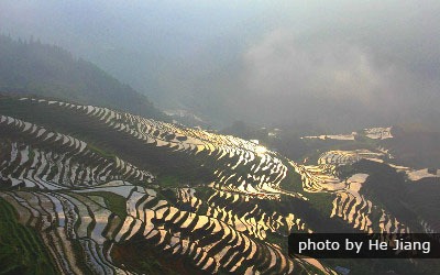 arrozales en terrazas