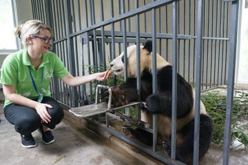 中国パンダツアー