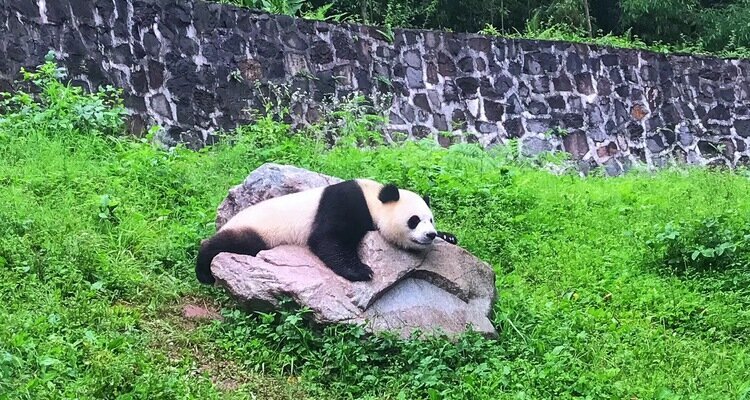 Base des Pandas de Dujiangyan