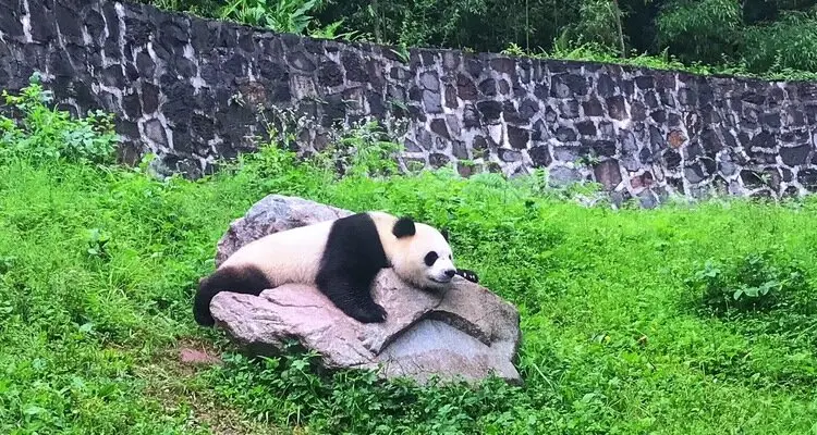 Dujiangyan Panda Base