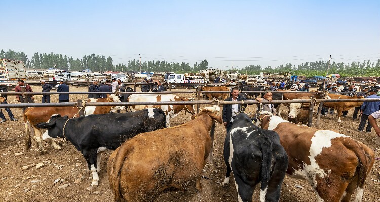 カシュガルの動物バザール