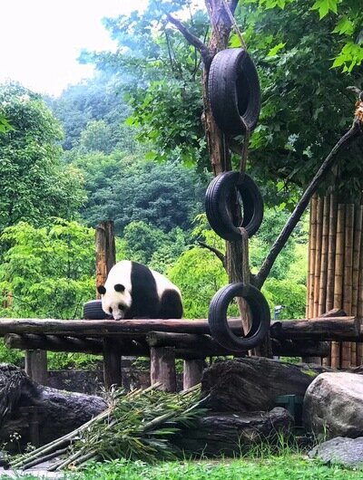 Base des pandas de Dujiangyan