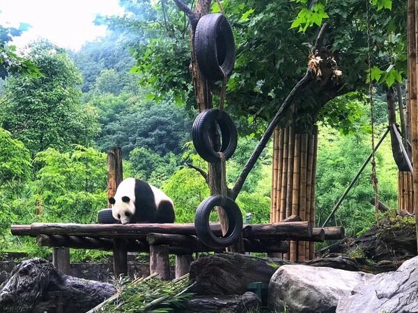 La base de pandas de Chengdu