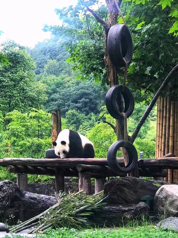 dujiangyan panda base