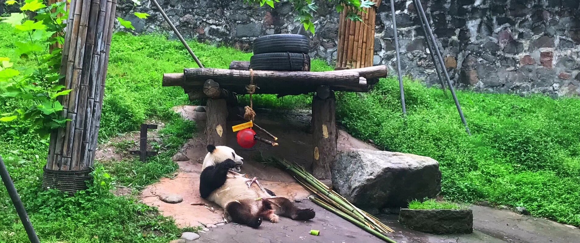dujiangyan panda base