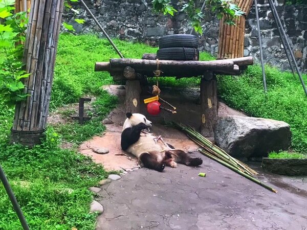 Base del panda
