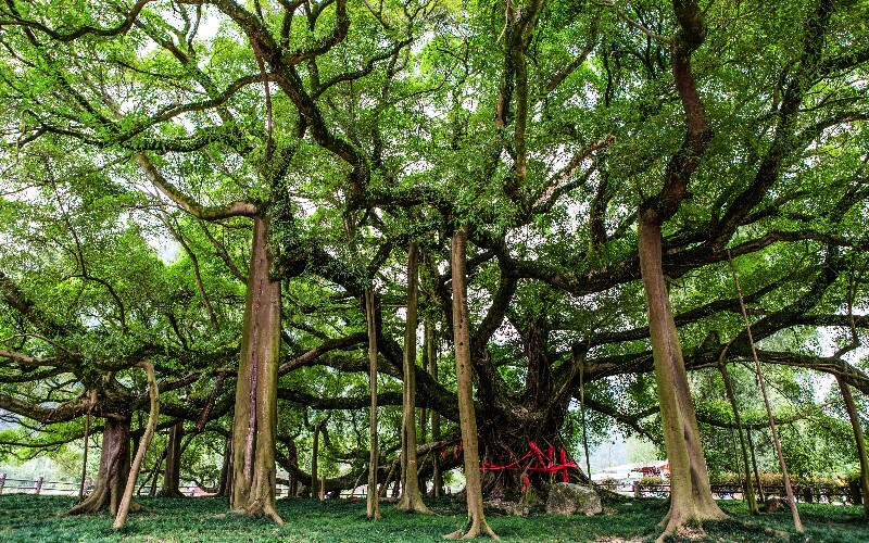 The Big Banyan Tree