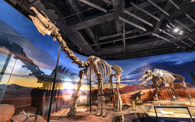  Paleozoological Museum of China 