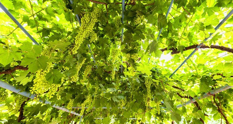 Turpan grapes