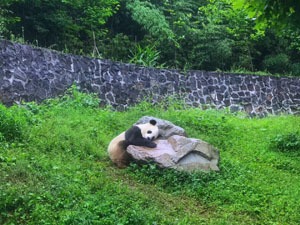Dujiangyan Panda Base, A Panda Valley for Panda Volunteer Program