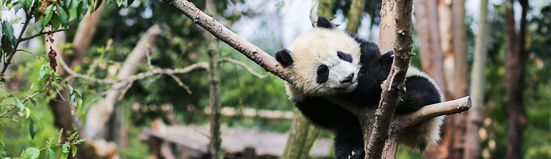 Chengdu: guide complet pour découvrir la capitale du Sichuan