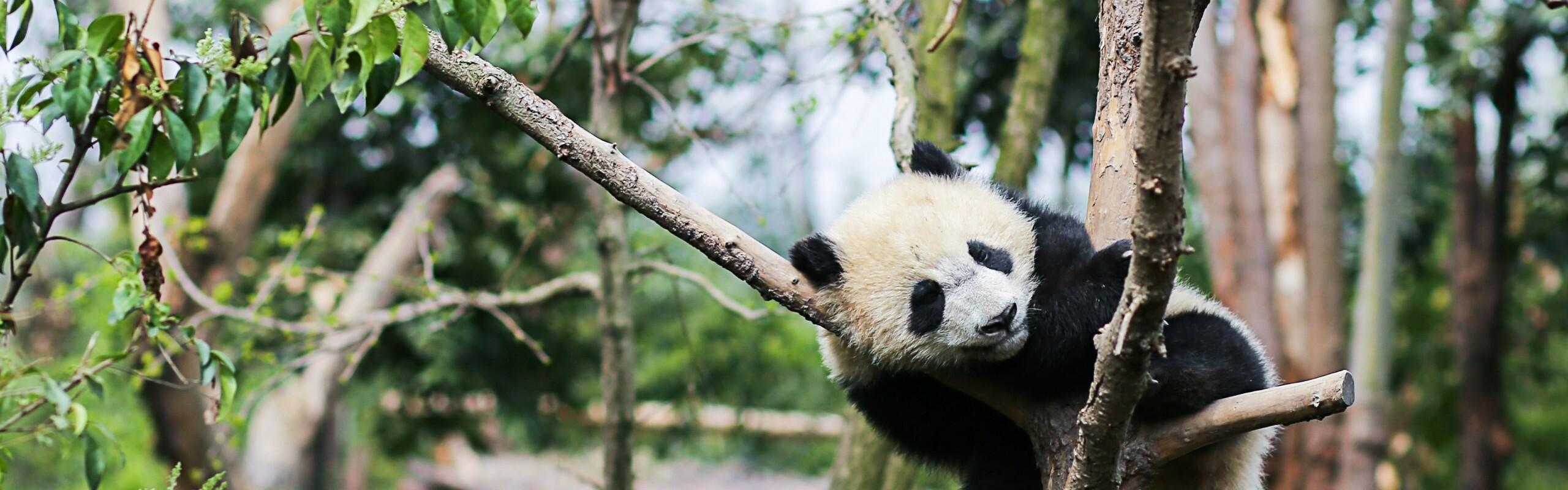 2-Day Wolong Panda Cub Volunteer Program Tour