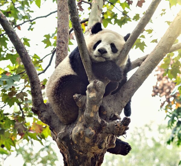 10-day Beijing, Xi'an, and Chengdu Educational Tour