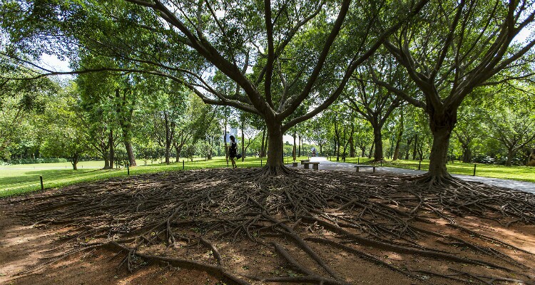 Shenzhen Lianhuashan Park