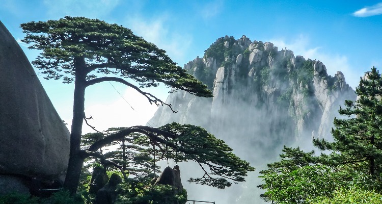 Greeting Guest Pine on the Yellow Mountains.