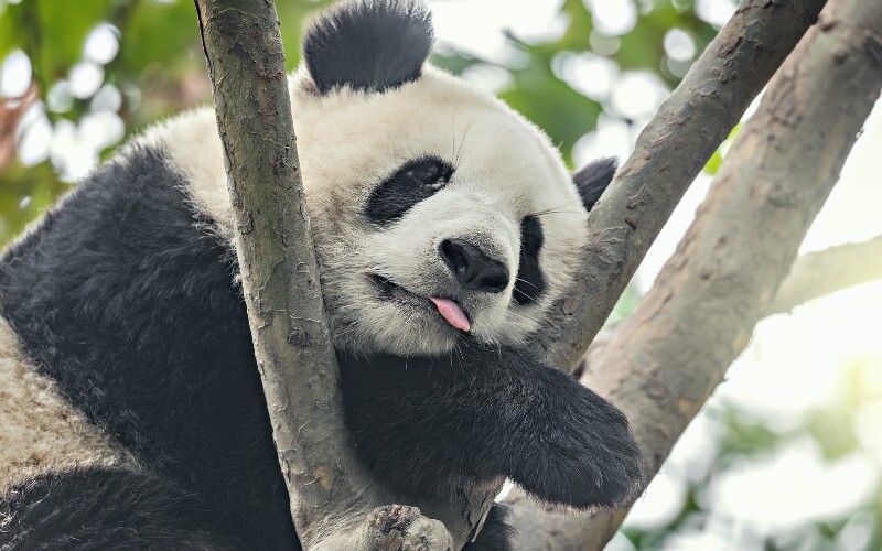 10 Facts You Should Know Before Traveling to Chengdu