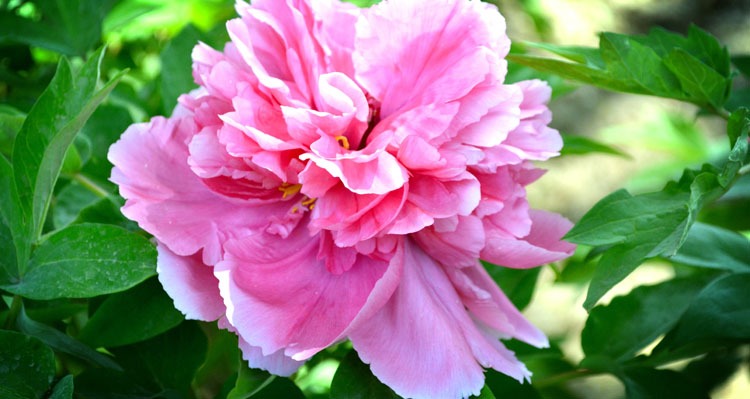 peonies, a lucky flower for Chinese New Year