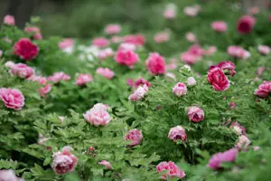 Luoyang Peony Festival, Places to See Peony Blossom in Luoyang