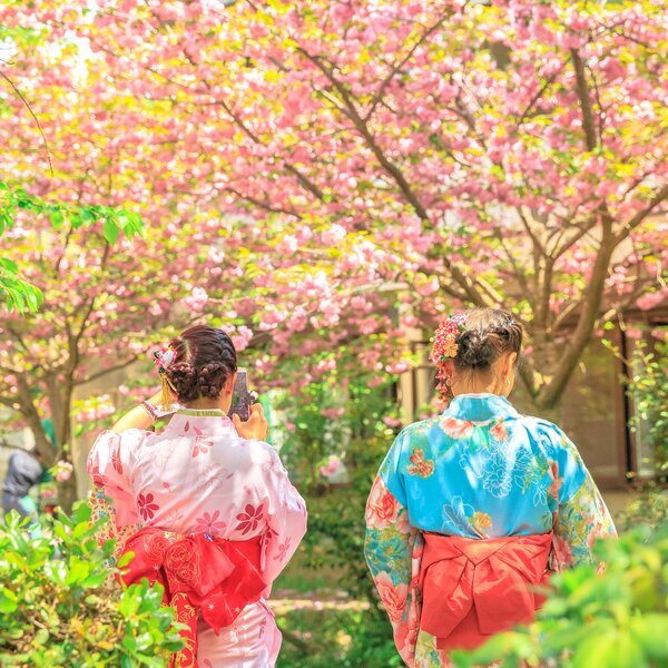 sakura