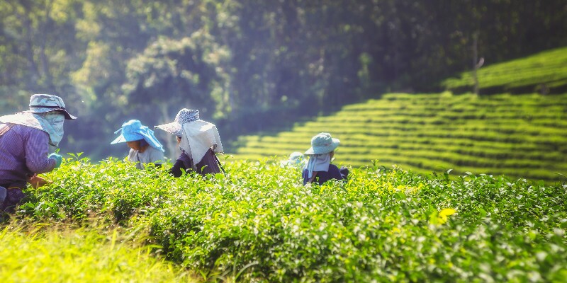 Experience picking tea leaves
