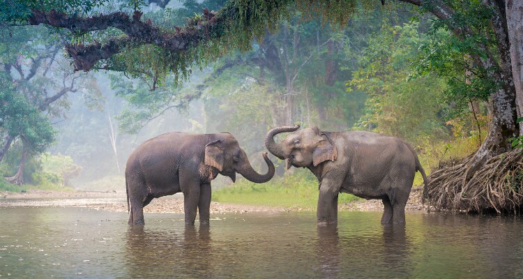 Wild Asian Elephants
