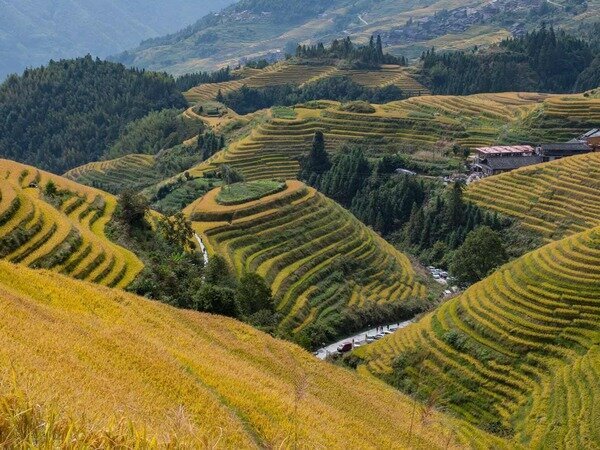 Rizières en terrasses de Longji