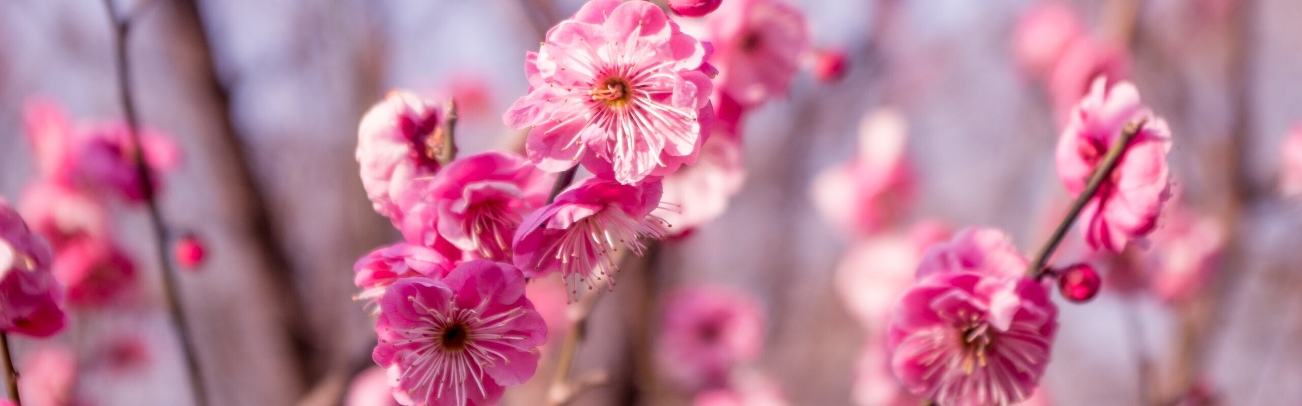 When and Where to See Flowers in China