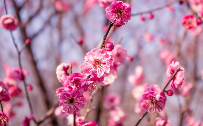 When and Where to See Flowers in China