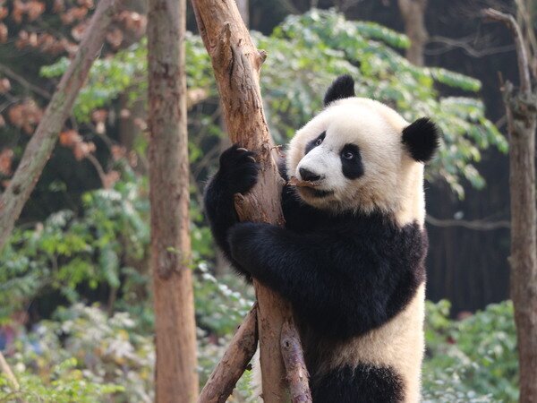 Pandas gigantes activos en clima fresco