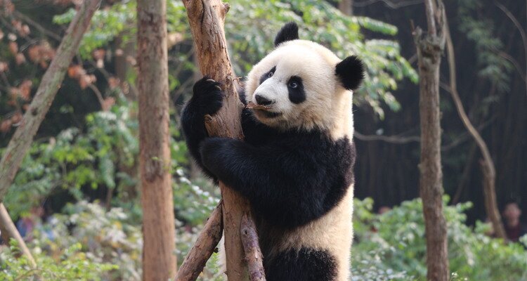 Chengdu Panda Research Base