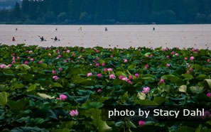 Nanjing Lotus Pond