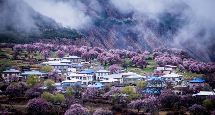 Peach Blossoms in Nyingchi
