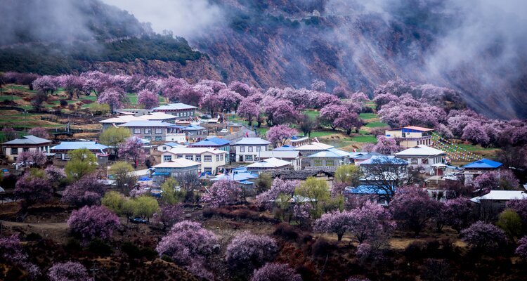Nyingchi Peach Blossom