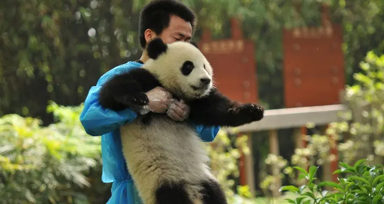 A Cuddly Panda