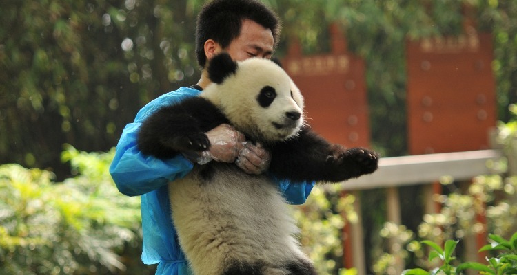 a panda keeper holding a panda