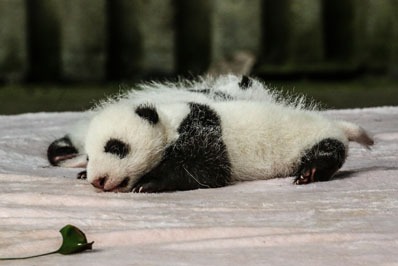 Panda Gigante Animale Simbolo Della Cina Caratteristiche Comportamento Curiosita