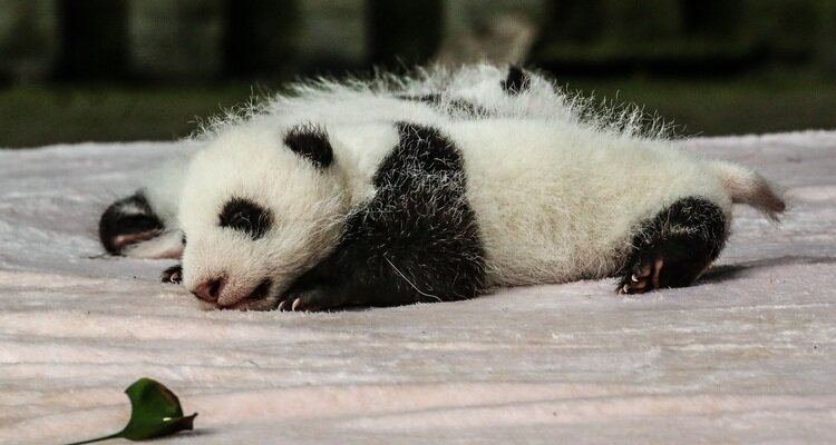 baby panda with new fluff